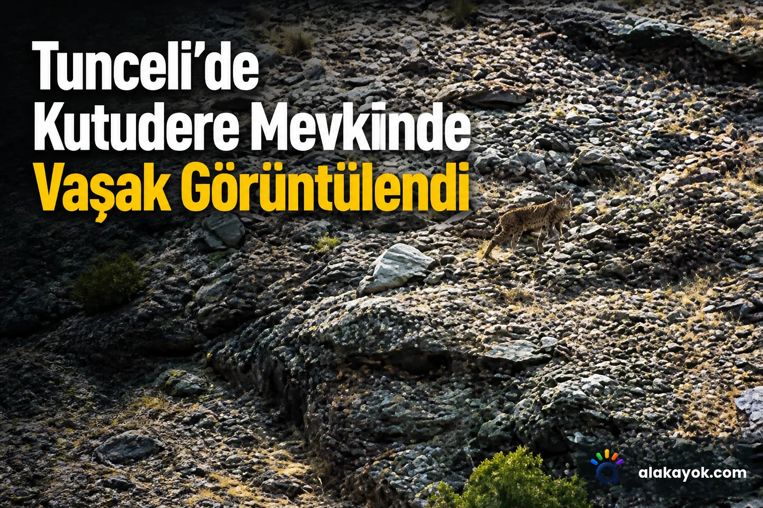 Tunceli'de Kutudere Mevkiinde Vaşak Görüntülendi