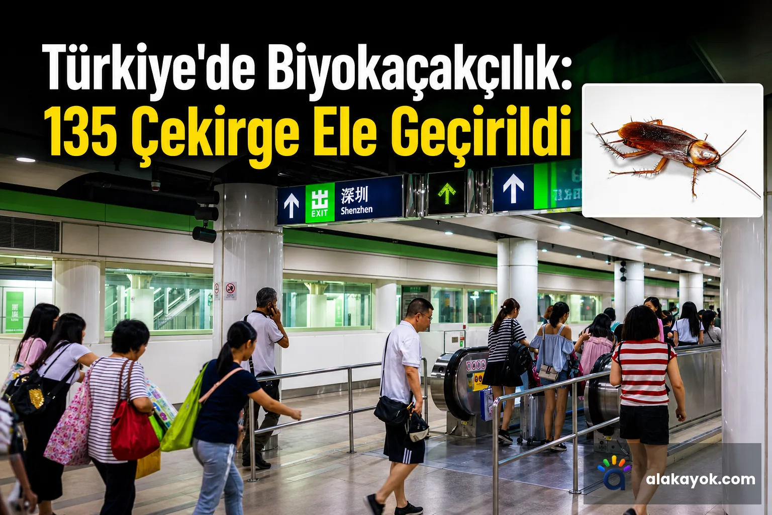Türkiye'de Biyokaçakçılık: 135 Çekirge Ele Geçirildi