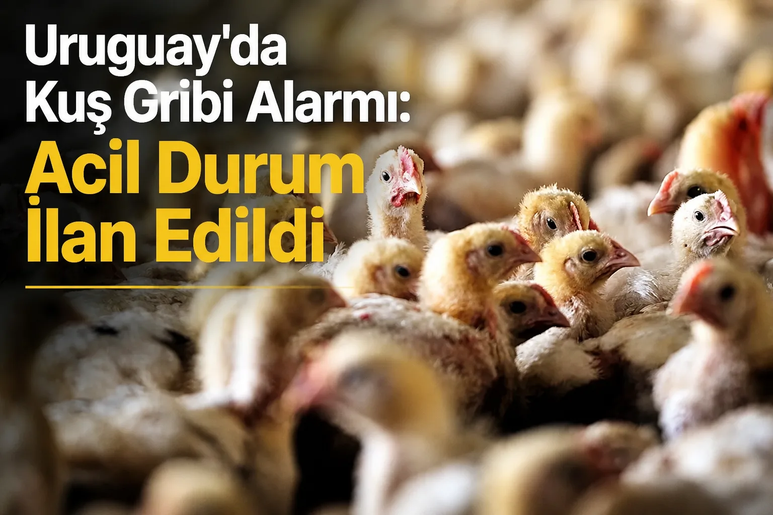 Uruguay'da Kuş Gribi Alarmı: Acil Durum İlan Edildi
