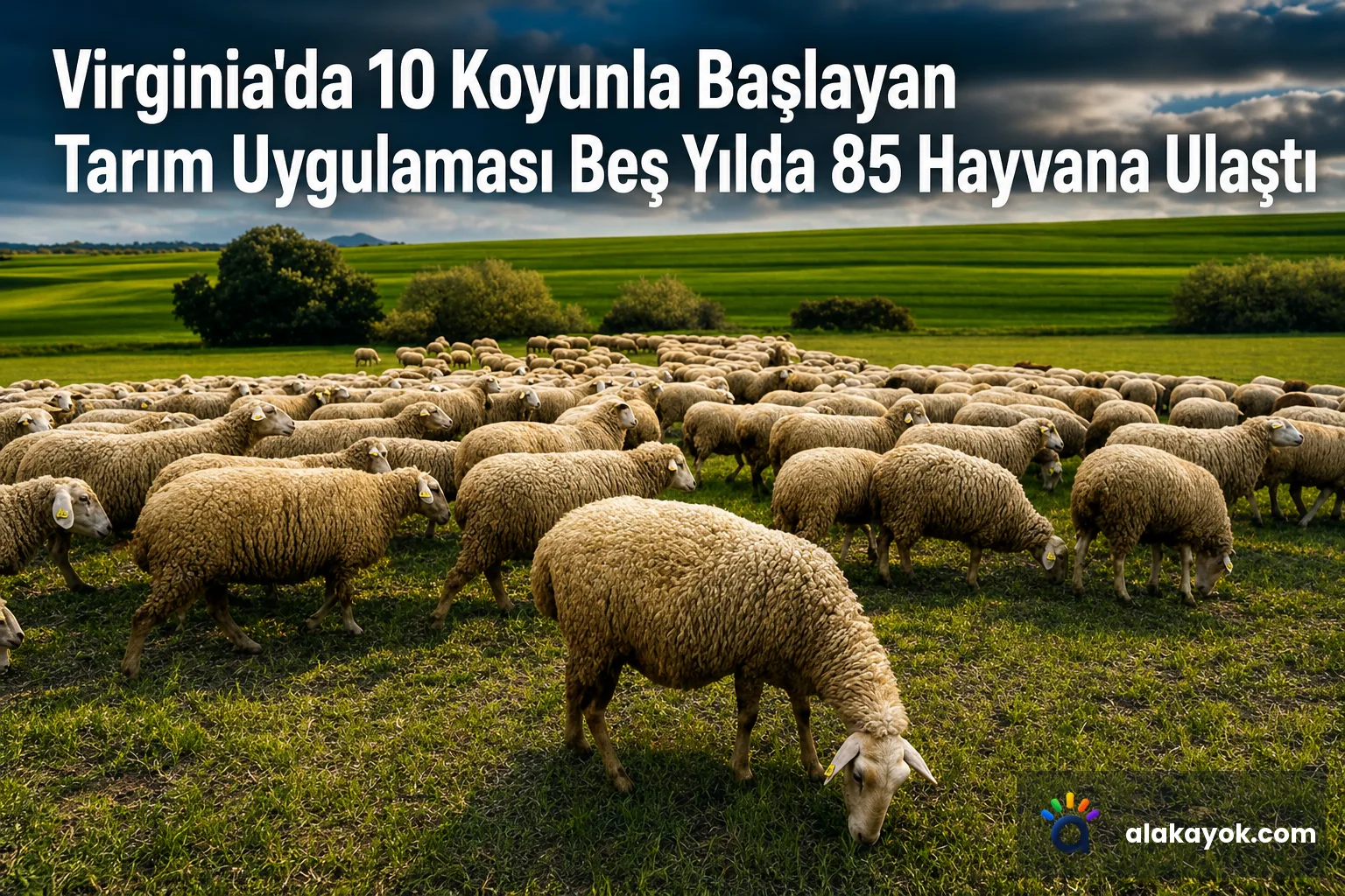 Virginia'da 10 Koyunla Başlayan Tarım Uygulaması Beş Yılda 85 Hayvana Ulaştı