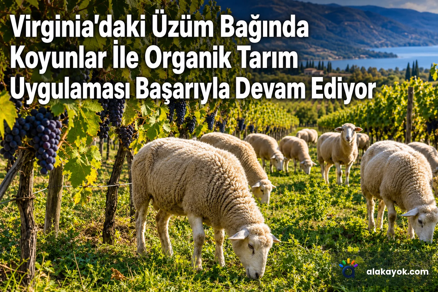 Virginia'daki Üzüm Bağında Koyunlar İle Organik Tarım Uygulaması Başarıyla Devam Ediyor
