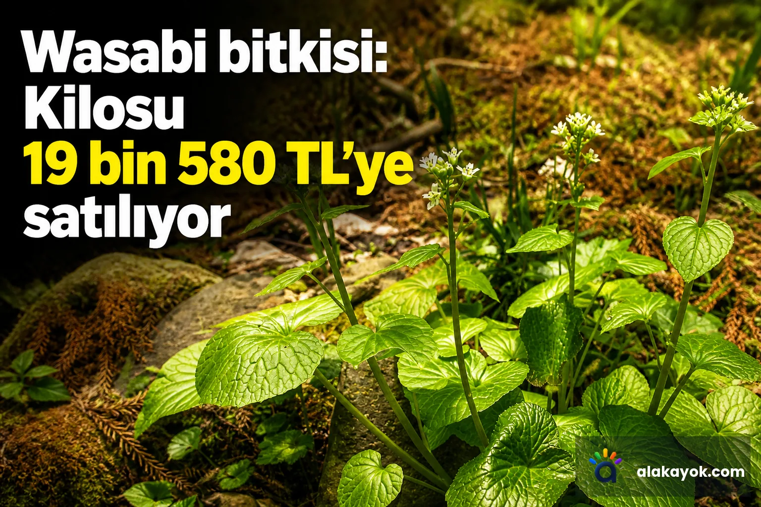 Wasabi bitkisi: Kilosu 19 bin 580 TL'ye satılıyor