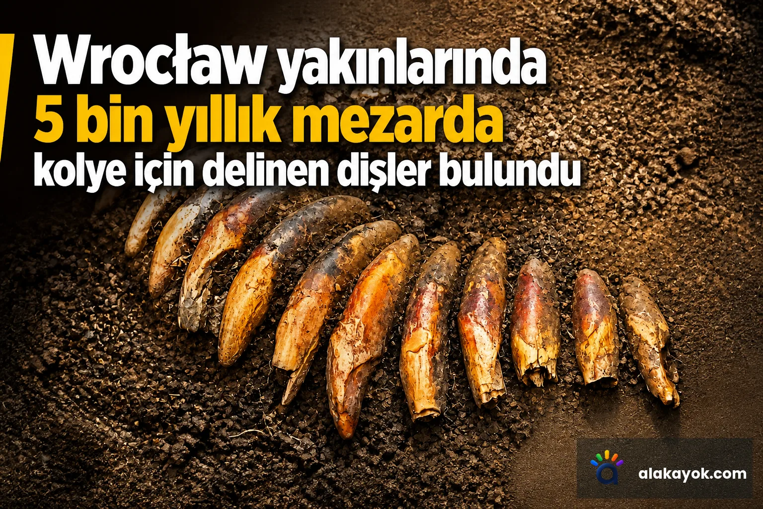 Wrocław yakınlarında 5 bin yıllık mezarda kolye için delinen dişler bulundu