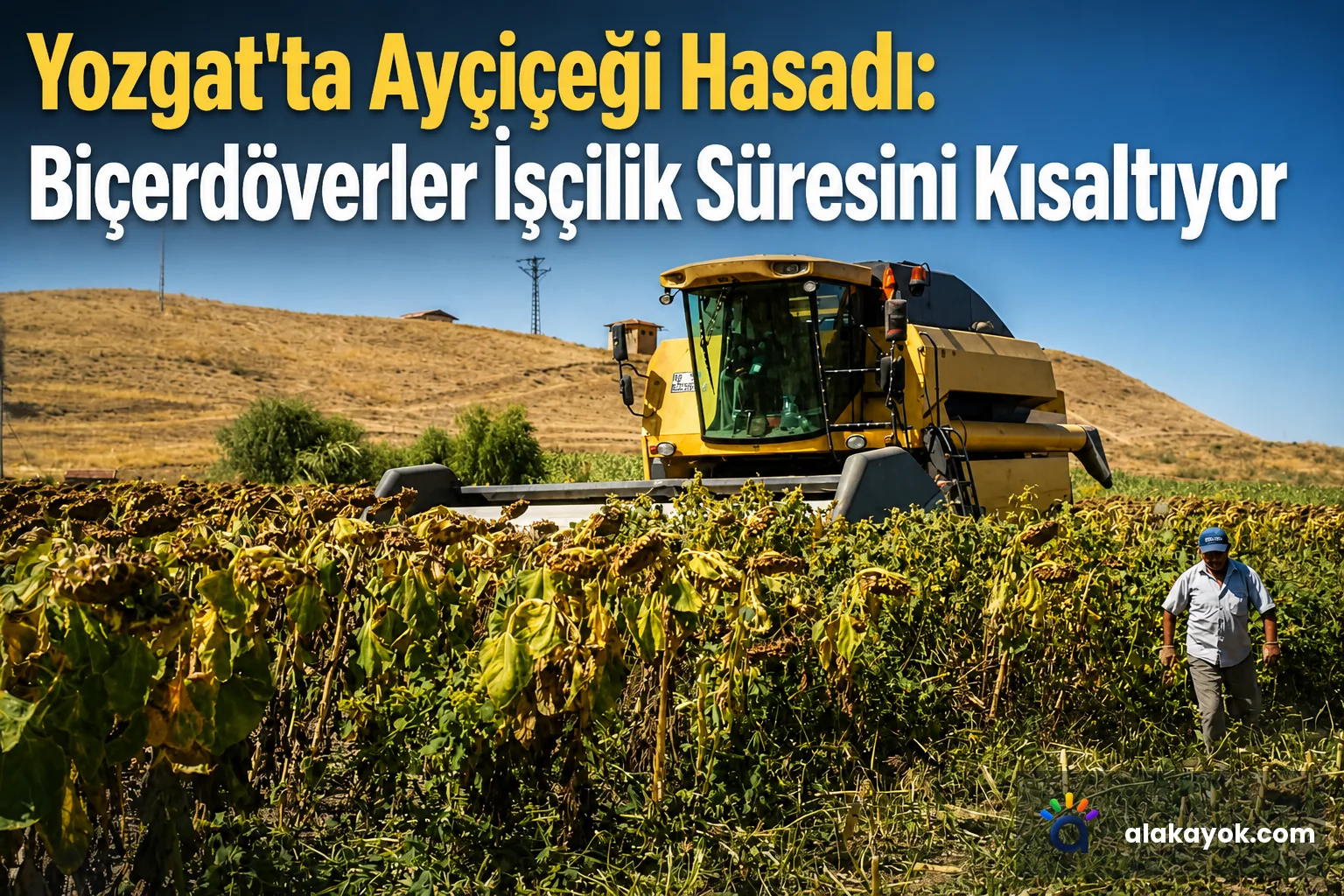 Yozgat'ta Ayçiçeği Hasadı: Biçerdöverler İşçilik Süresini Kısaltıyor