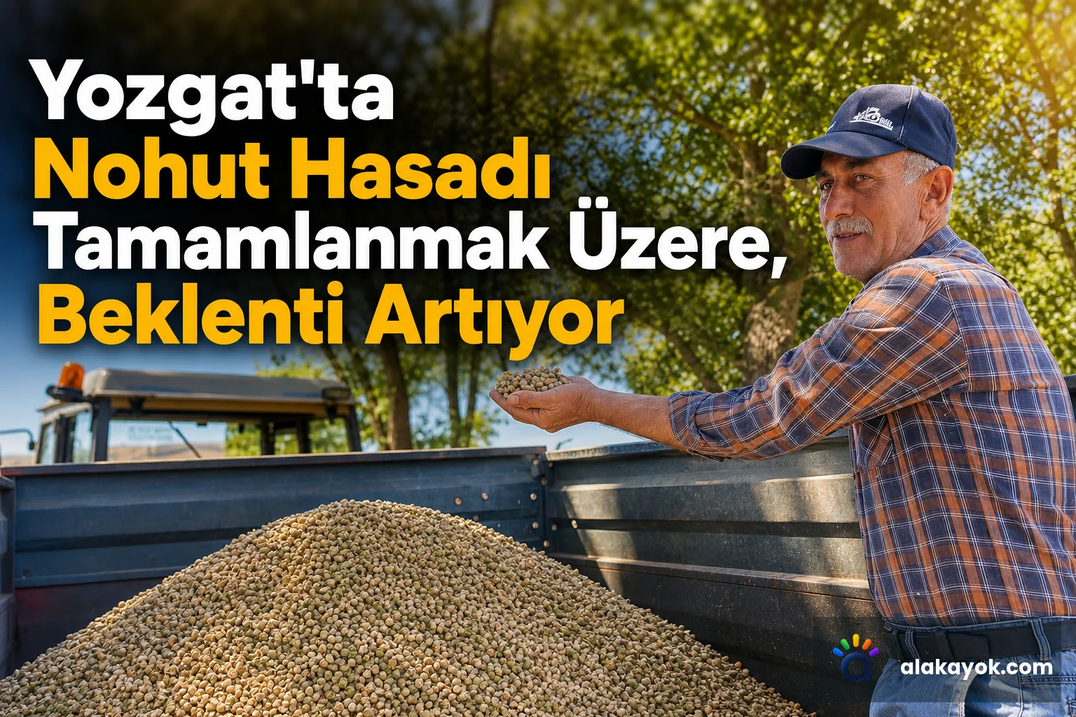 Yozgat'ta Nohut Hasadı Tamamlanmak Üzere, Beklenti Artıyor
