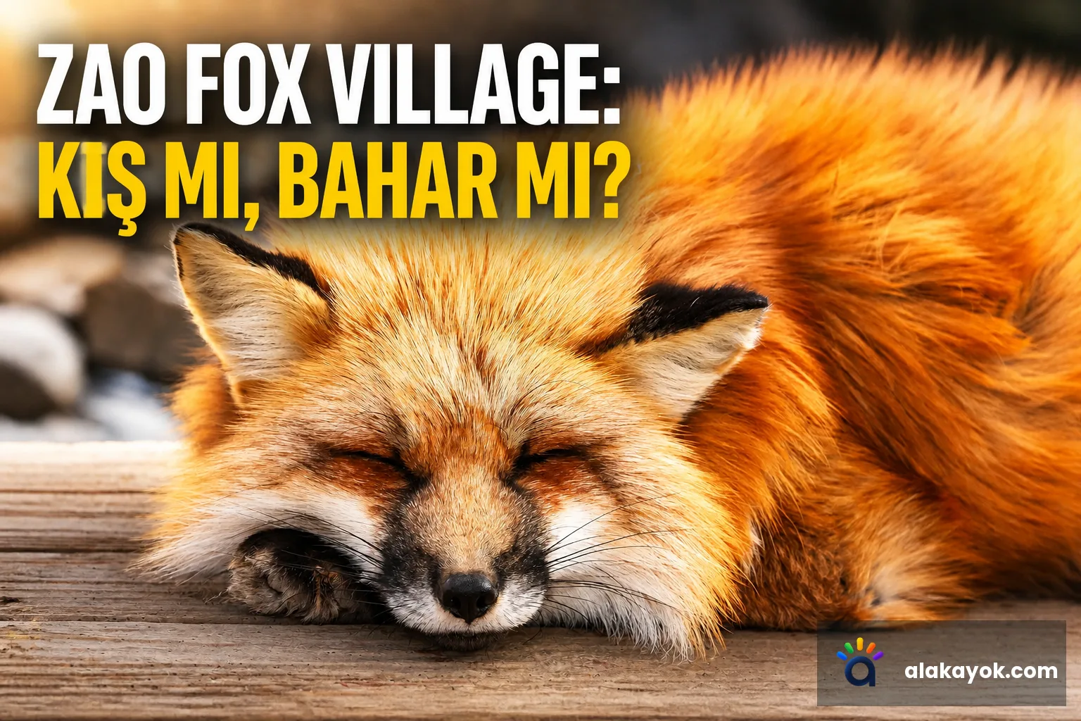 Zao Fox Village: Kış mı, Bahar mı?